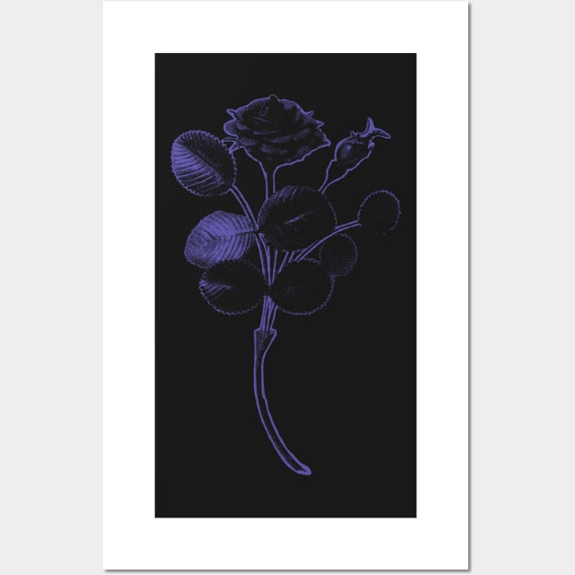 Rosa de Pelagio Black Rose Purple Outline Image Wall Art by pelagio